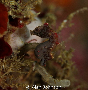 another Severns pigmy seahorse on Lembeh by Alan Johnson 